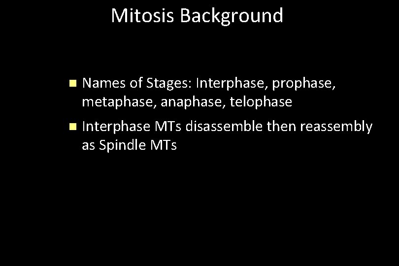 Mitosis Background n Names of Stages: Interphase, prophase, metaphase, anaphase, telophase n Interphase MTs