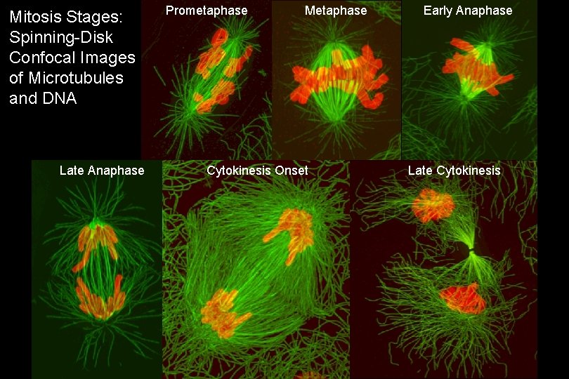 Mitosis Stages: Spinning-Disk Confocal Images of Microtubules and DNA Late Anaphase Prometaphase Metaphase Cytokinesis