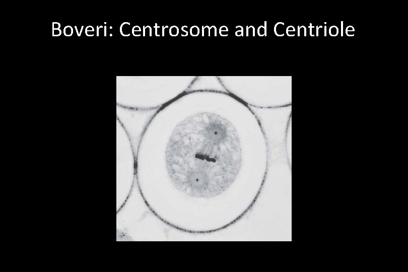 Boveri: Centrosome and Centriole 