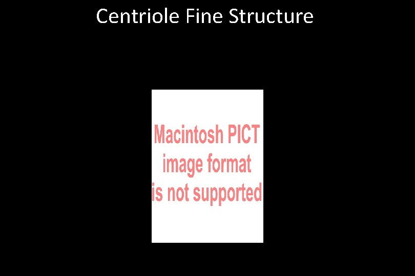 Centriole Fine Structure 