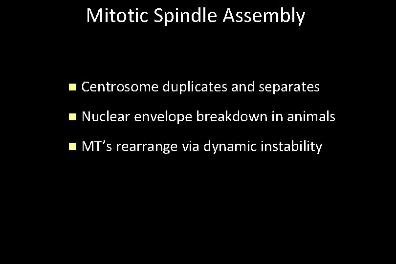 Mitotic Spindle Assembly n Centrosome duplicates and separates n Nuclear envelope breakdown in animals