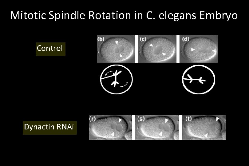 Mitotic Spindle Rotation in C. elegans Embryo Control Dynactin RNAi 