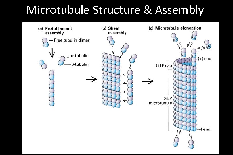 Microtubule Structure & Assembly 