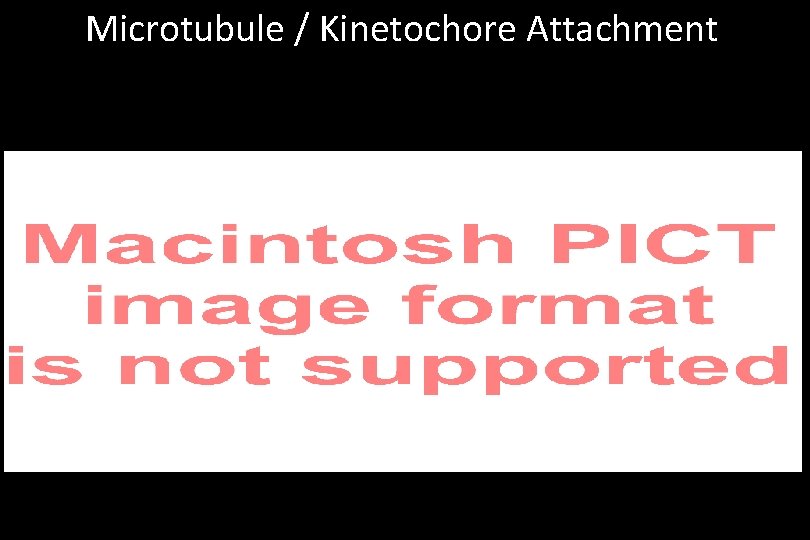 Microtubule / Kinetochore Attachment 