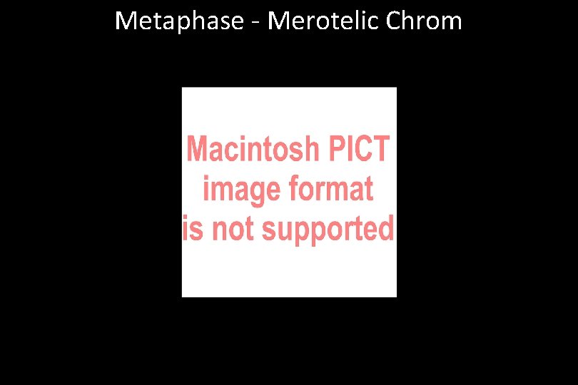 Metaphase - Merotelic Chrom 
