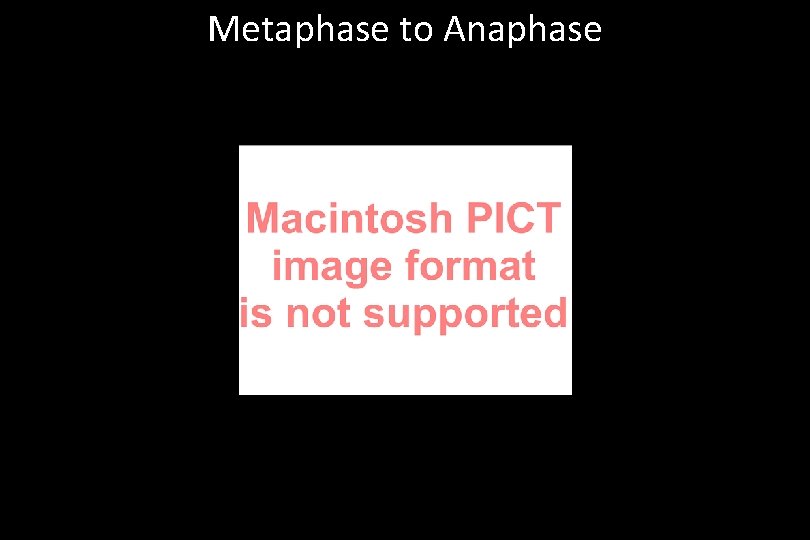 Metaphase to Anaphase 