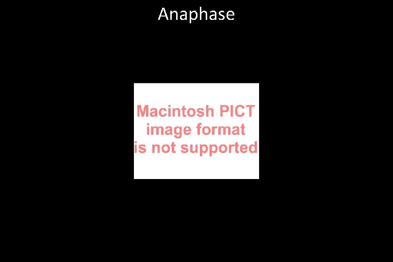 Anaphase 