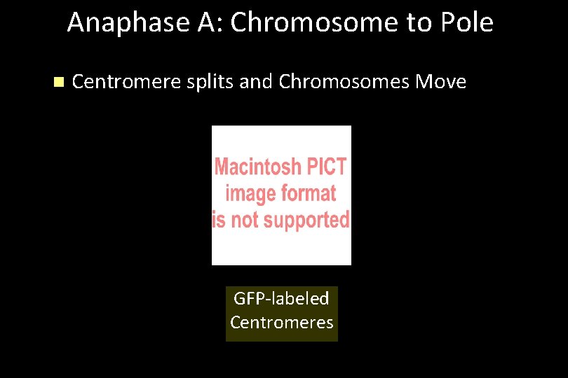 Anaphase A: Chromosome to Pole n Centromere splits and Chromosomes Move GFP-labeled Centromeres 