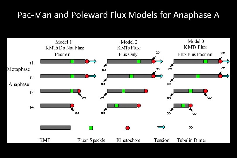 Pac-Man and Poleward Flux Models for Anaphase A 