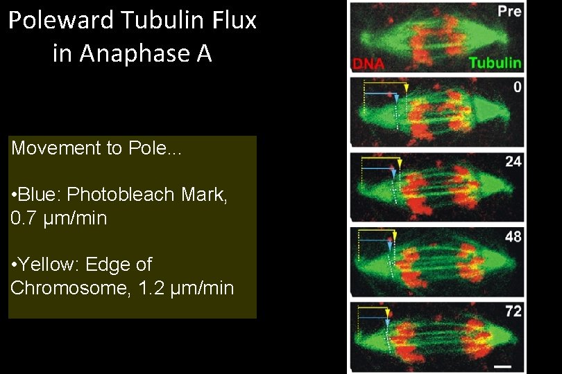 Poleward Tubulin Flux in Anaphase A Movement to Pole. . . • Blue: Photobleach