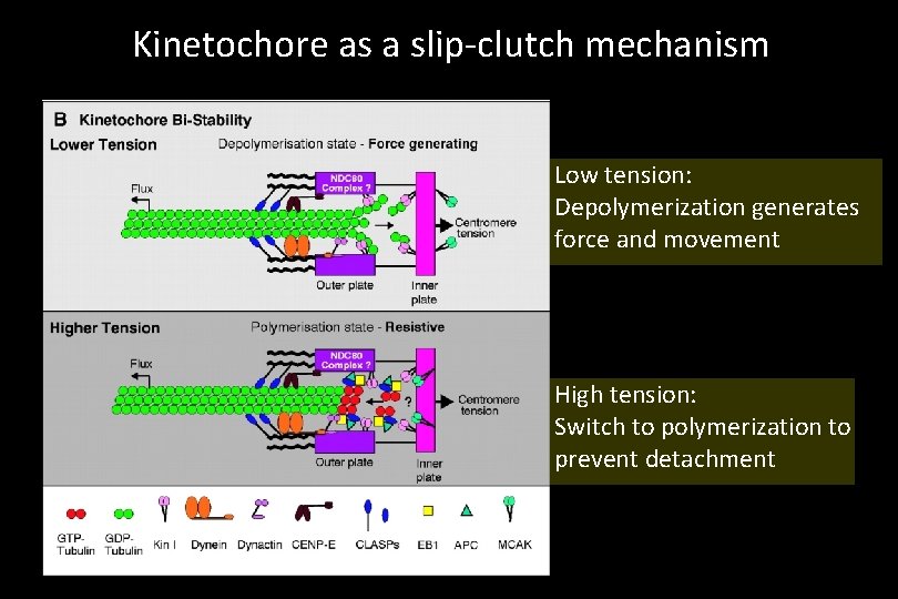 Kinetochore as a slip-clutch mechanism Low tension: Depolymerization generates force and movement High tension: