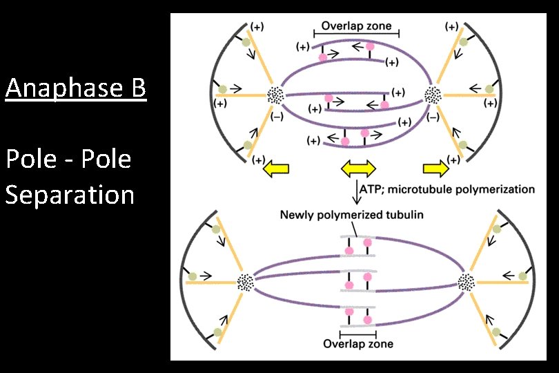 Anaphase B Pole - Pole Separation 