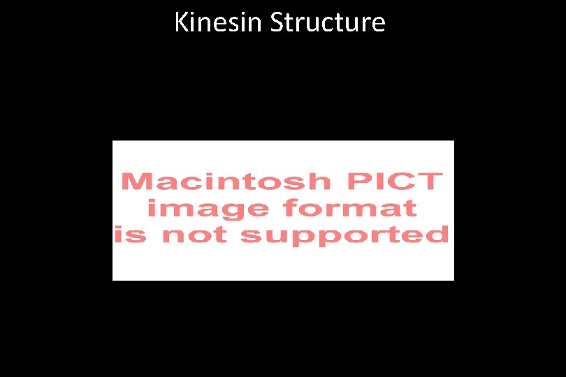 Kinesin Structure 