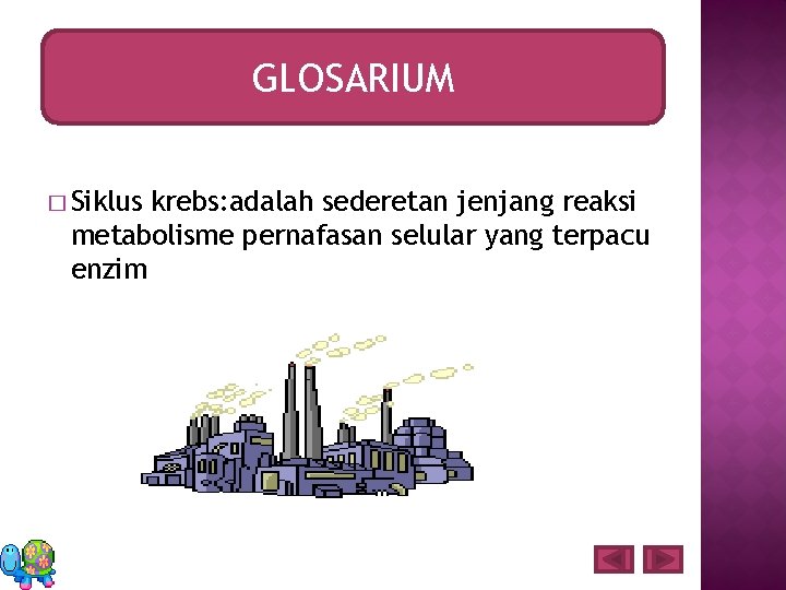 GLOSARIUM � Siklus krebs: adalah sederetan jenjang reaksi metabolisme pernafasan selular yang terpacu enzim