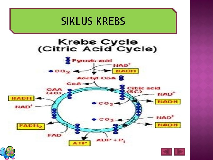 SIKLUS KREBS 