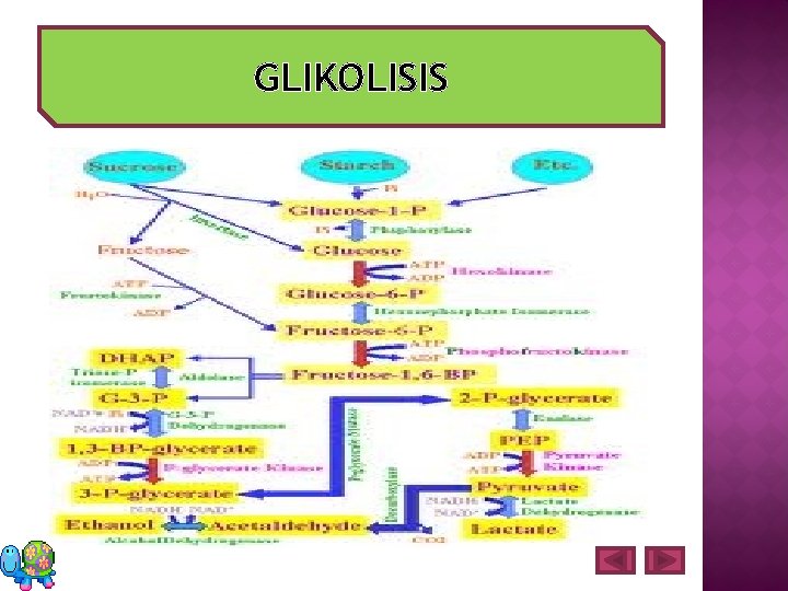 GLIKOLISIS 