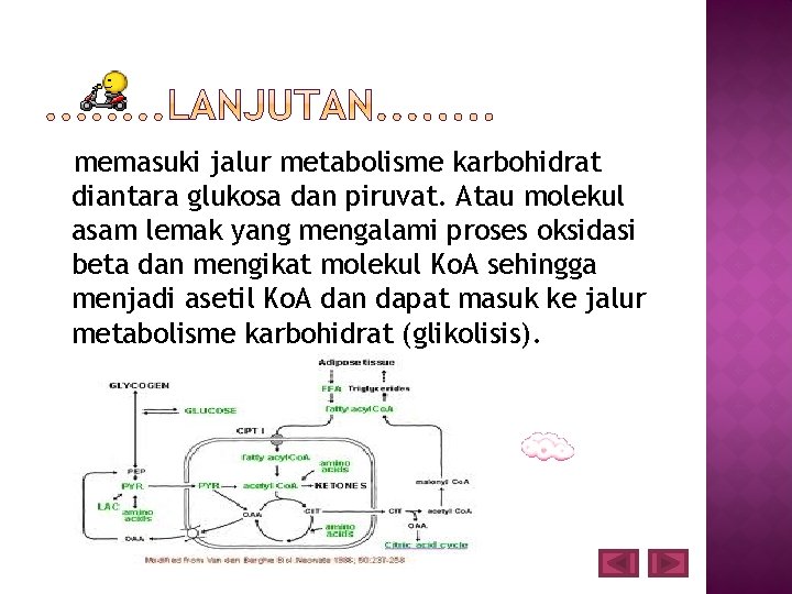 memasuki jalur metabolisme karbohidrat diantara glukosa dan piruvat. Atau molekul asam lemak yang mengalami