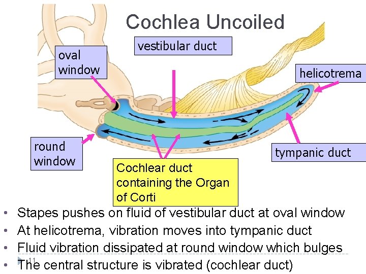 Cochlea Uncoiled oval window round window • • vestibular duct helicotrema tympanic duct Cochlear