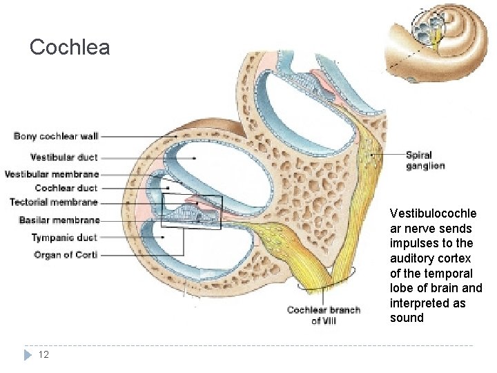 Cochlea Vestibulocochle ar nerve sends impulses to the auditory cortex of the temporal lobe