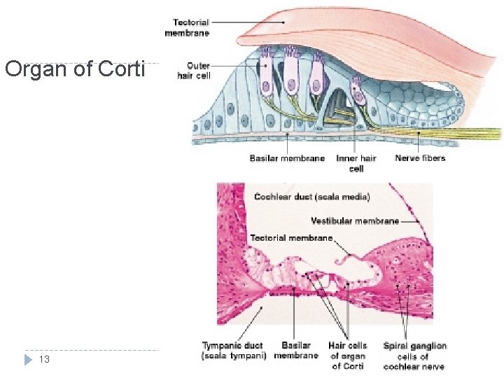Organ of Corti 13 
