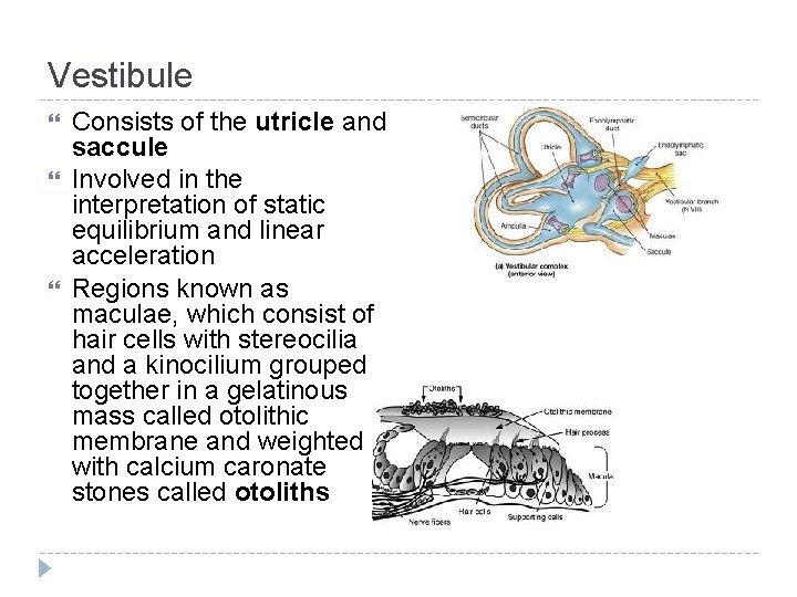 Vestibule Consists of the utricle and saccule Involved in the interpretation of static equilibrium