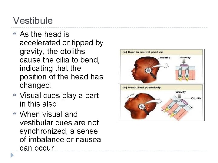 Vestibule As the head is accelerated or tipped by gravity, the otoliths cause the