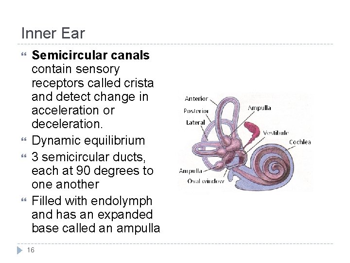 Inner Ear Semicircular canals contain sensory receptors called crista and detect change in acceleration