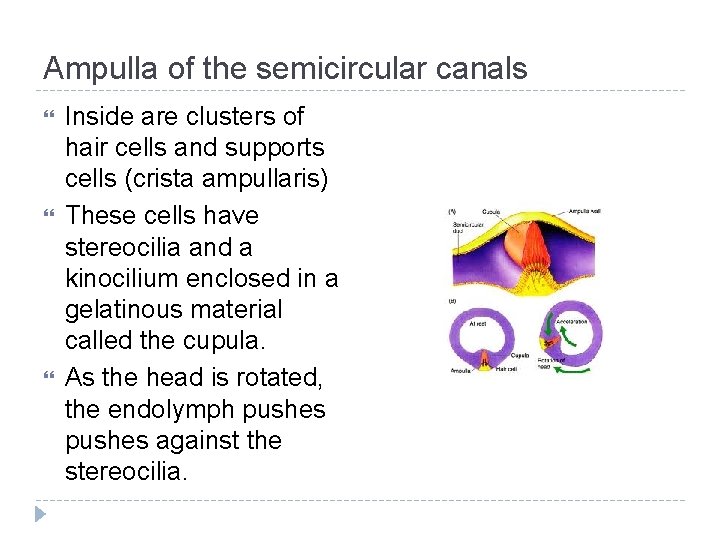 Ampulla of the semicircular canals Inside are clusters of hair cells and supports cells