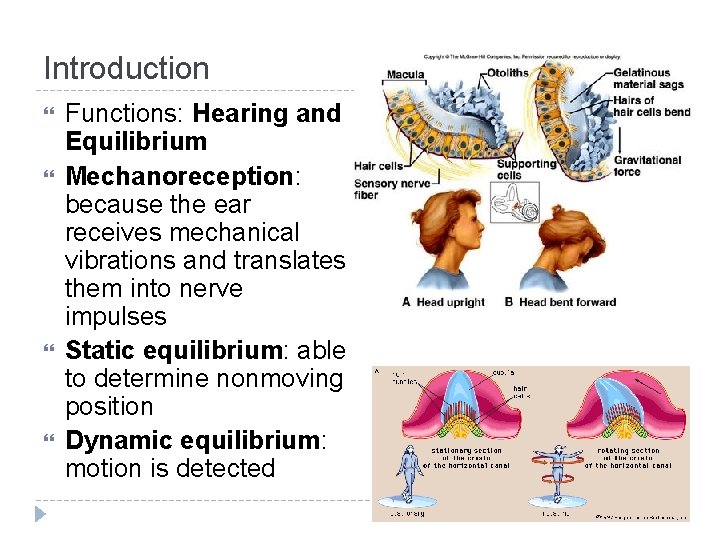 Introduction Functions: Hearing and Equilibrium Mechanoreception: because the ear receives mechanical vibrations and translates