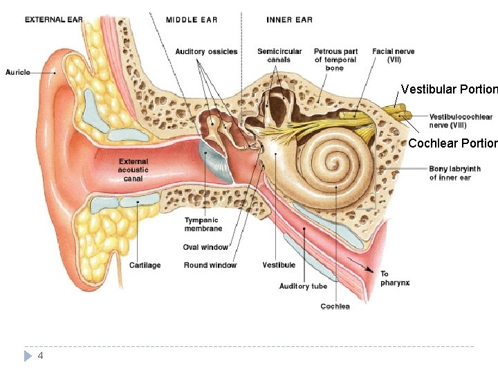 Vestibular Portion Cochlear Portion 4 