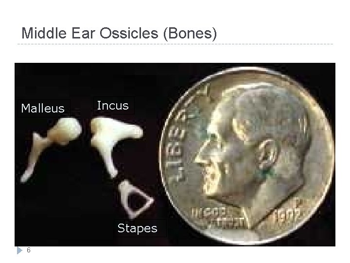 Middle Ear Ossicles (Bones) Malleus Incus Stapes 6 