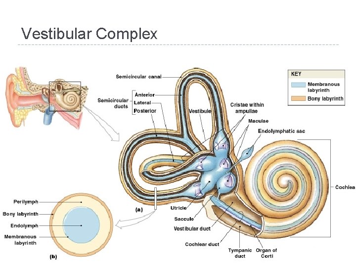 Vestibular Complex 7 