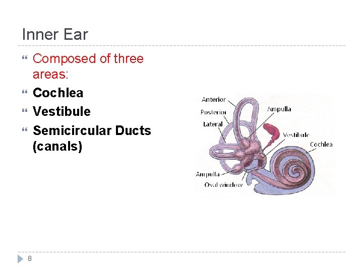 Inner Ear Composed of three areas: Cochlea Vestibule Semicircular Ducts (canals) 8 