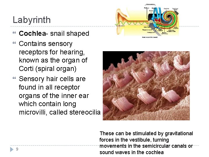 Labyrinth Cochlea- snail shaped Contains sensory receptors for hearing, known as the organ of