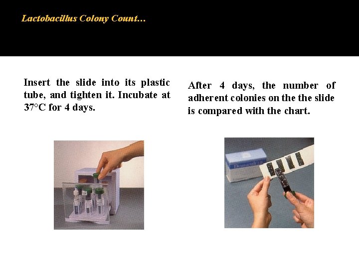 Lactobacillus Colony Count… Insert the slide into its plastic tube, and tighten it. Incubate Lactobacillus Colony Count… Insert the slide into its plastic tube, and tighten it. Incubate