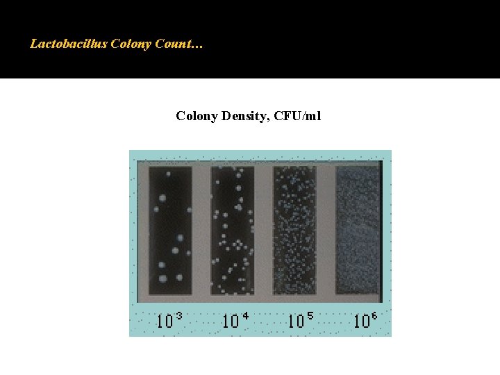 Lactobacillus Colony Count… Colony Density, CFU/ml Lactobacillus Colony Count… Colony Density, CFU/ml