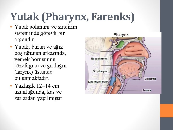 Yutak (Pharynx, Farenks) • Yutak solunum ve sindirim sisteminde görevli bir organdır. • Yutak;