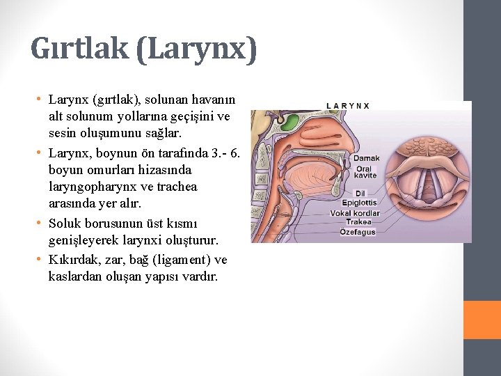 Gırtlak (Larynx) • Larynx (gırtlak), solunan havanın alt solunum yollarına geçişini ve sesin oluşumunu