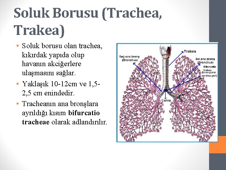 Soluk Borusu (Trachea, Trakea) • Soluk borusu olan trachea, kıkırdak yapıda olup havanın akciğerlere