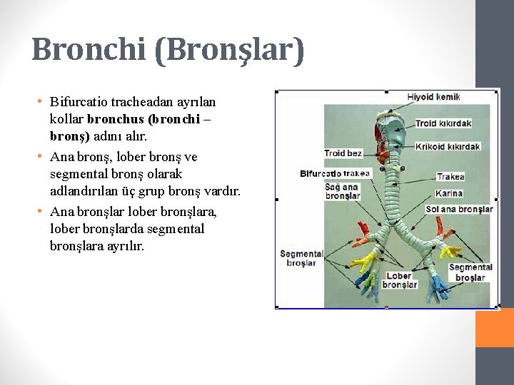 Bronchi (Bronşlar) • Bifurcatio tracheadan ayrılan kollar bronchus (bronchi – bronş) adını alır. •