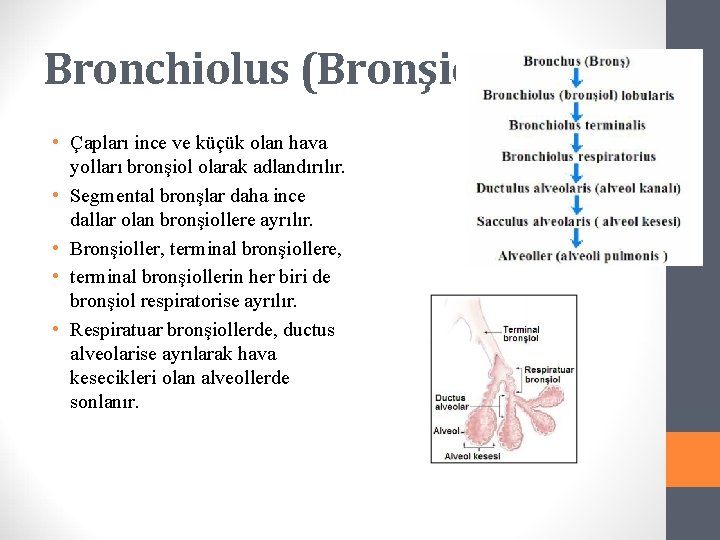 Bronchiolus (Bronşiol) • Çapları ince ve küçük olan hava yolları bronşiol olarak adlandırılır. •