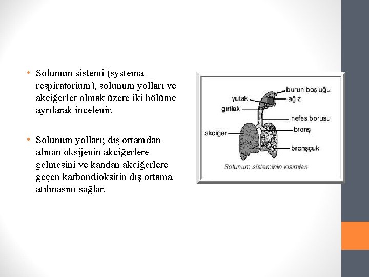  • Solunum sistemi (systema respiratorium), solunum yolları ve akciğerler olmak üzere iki bölüme