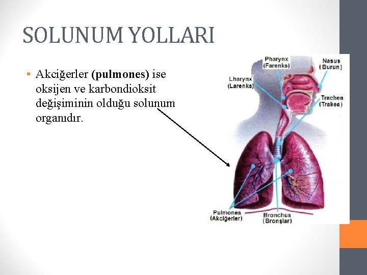 SOLUNUM YOLLARI • Akciğerler (pulmones) ise oksijen ve karbondioksit değişiminin olduğu solunum organıdır. 