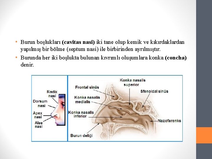  • Burun boşlukları (cavitas nasi) iki tane olup kemik ve kıkırdaklardan yapılmış bir