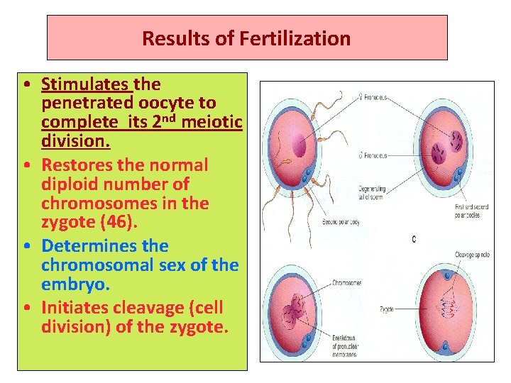 Results of Fertilization • Stimulates the penetrated oocyte to complete its 2 nd meiotic