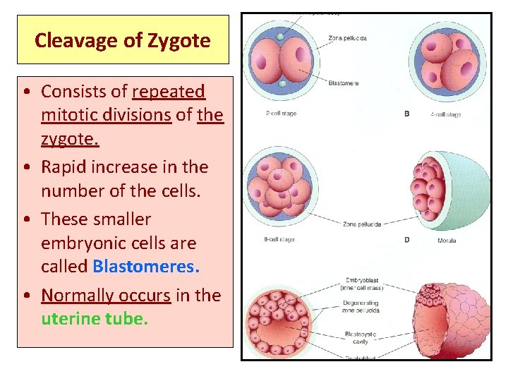 Cleavage of Zygote • Consists of repeated mitotic divisions of the zygote. • Rapid