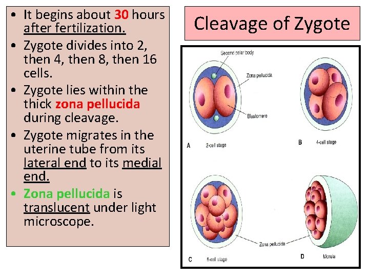  • It begins about 30 hours after fertilization. • Zygote divides into 2,