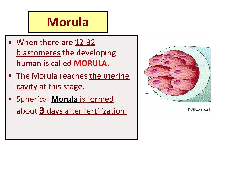 Morula • When there are 12 -32 blastomeres the developing human is called MORULA.