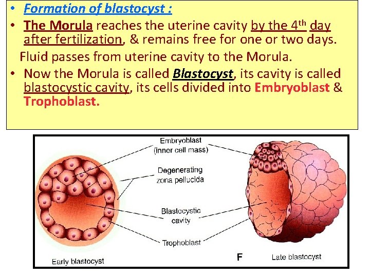  • Formation of blastocyst : • The Morula reaches the uterine cavity by