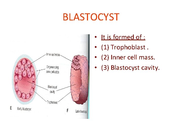 BLASTOCYST • • It is formed of : (1) Trophoblast. (2) Inner cell mass.